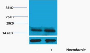 Histone H3, phosphorylated