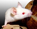 Serum, Mouse a-Allotype, Strains CBA and Bra/Rij, Normal