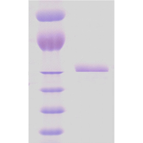 Heat Shock Protein 65, Recombinant, Mycobacterium bovis BCG