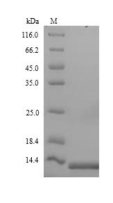 ACB1, Recombinant, Saccharomyces cerevisiae, aa1-87, His-Tag