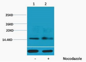 Histone H1, phosphorylated