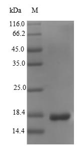 K99 Fimbrial Protein, Recombinant, E. coli, aa23-181