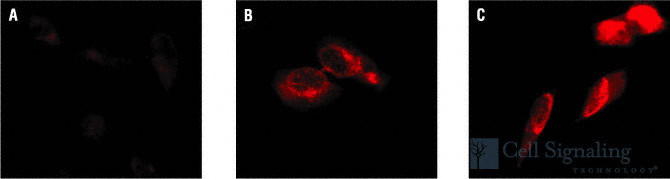 Chk1,2, phosphorylated BioAssay™ Sample Kit |