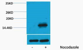 Histone H3, phosphorylated