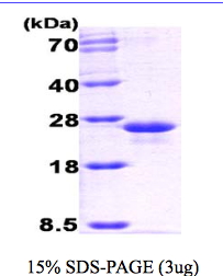 GrpE, Recombinant, E. coli
