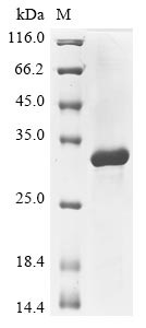 GFP-like Non-Fluorescent Chromoprotein FP595, Recombinant, Anemonia sulcata, aa1-62, GST-Tag