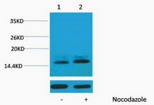 Histone H1, phosphorylated