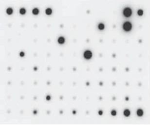 Cytokine Array C5 Membrane Signals