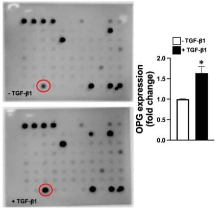 Figure adapted from McDowell-Sanchez et al., Biochemical and Biophysical Research Communications, 2025.