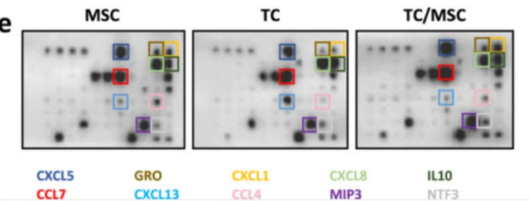 Figure adapted from Zhang et al., Communications Biology, 2024.