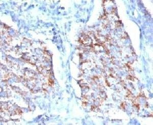 Anti-HSP60 Antibody, Sodium Azide Free