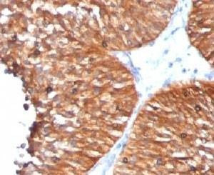 Anti-HSP60 Antibody, Sodium Azide Free
