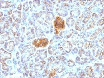 Anti-HSP60 Antibody, Sodium Azide Free
