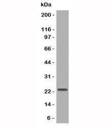 Anti-CD3e Antibody, Sodium Azide Free