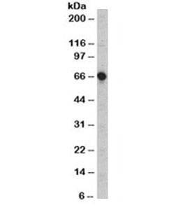 Anti-CD5 Antibody, Sodium Azide Free