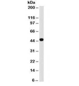 Anti-Keratin 18 Antibody, Sodium Azide Free