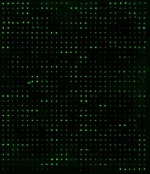 Human Proteome Profiling Array L507 (Glass Slide)