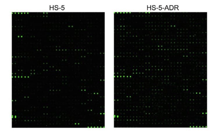 RayBiotech’s Human L507 Array, Glass Slide was used to identify DNA damage-induced cytokines in bone marrow stromal cells, highlighting FGF10 as the most upregulated factor. Figure adapted from Yu et al., Journal of Biological Chemistry, 2023.