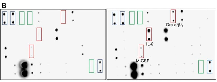RayBiotech’s Human C3 Cytokine Array was used to show that S. pneumoniae stimulation induced IL-6, M-CSF, and GROα/β/γ release from human brain pericytes. Figure adapted from Teske et al., Journal of Neuroinflammation, 2023.