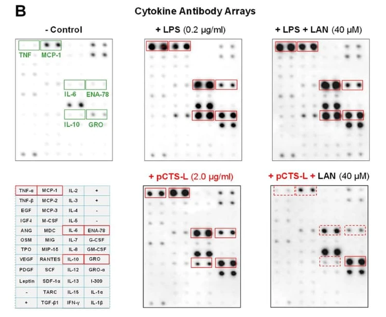 Figure adapted from Chen et al., International Journal of Molecular Sciences, 2023.