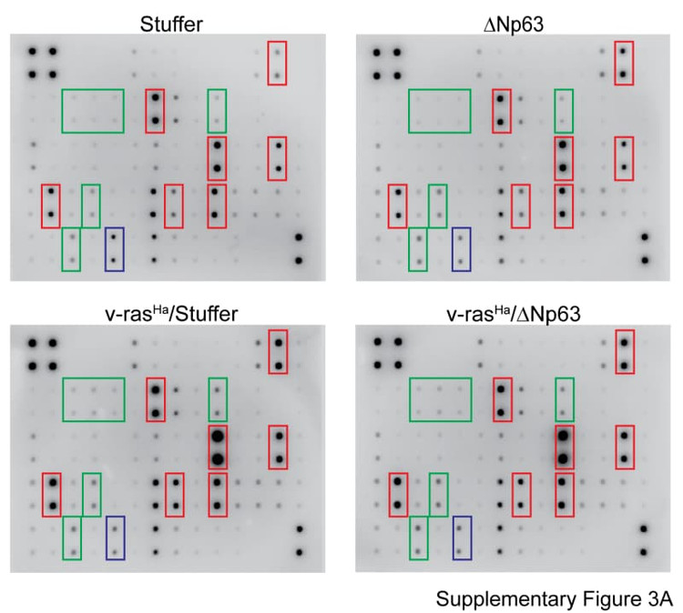 Figure adapted from Sakakibara et al., Frontiers in Immunology, 2023.