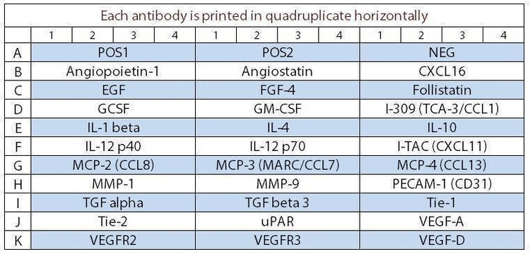 Human Angiogenesis Array Q3