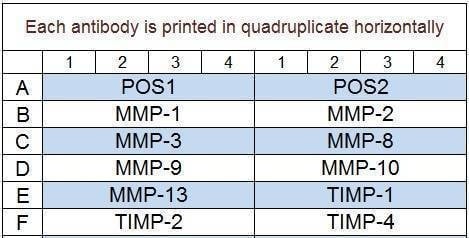 Human MMP Array Q1