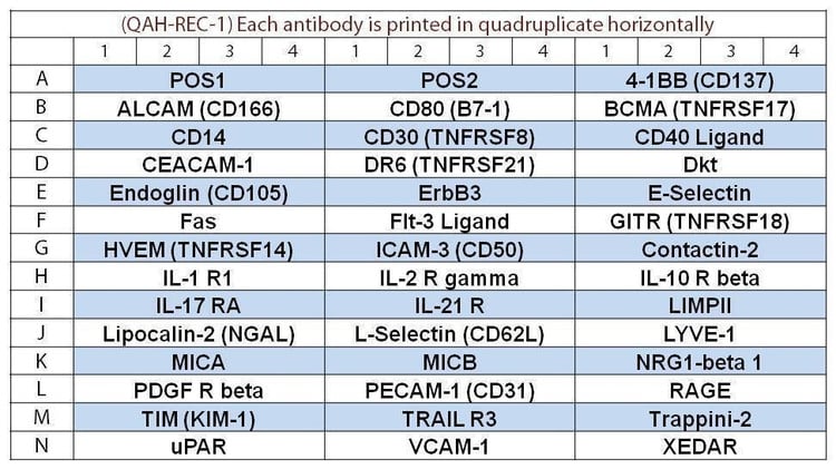 Human Receptor Array Q1