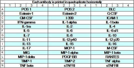 Human Inflammation Array GS3