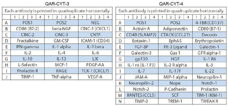 Rat Cytokine Array Q67