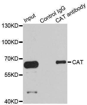 Anti-CAT Antibody