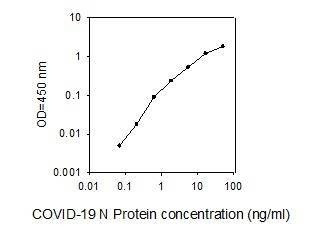 Recombinant SARS-CoV-2 Nucleocapsid Protein