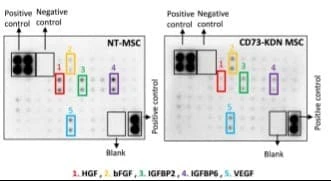 A human GF antibody array was used to compare growth factor secretion from control and CD73 knockdown human MSCs, showing reduced levels of HGF, IGFBP2, and IGFBP6 with CD73 loss. Figure adapted from Chandanala et al., Regenerative Therapy, 2024.
