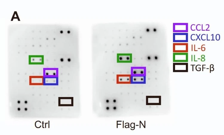 Figure adapted from Zhang et al., Cell Chemical Biology, 2023.