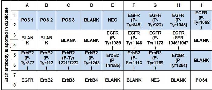Human EGFR Phosphorylation Array C1