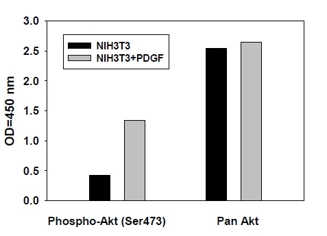 Phospho-AKT (S473) ELISA Kit