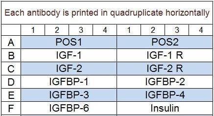 Human IGF Signaling Array Q1
