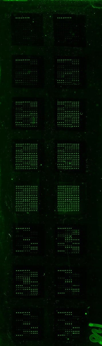 Human Inflammation Array Q3
