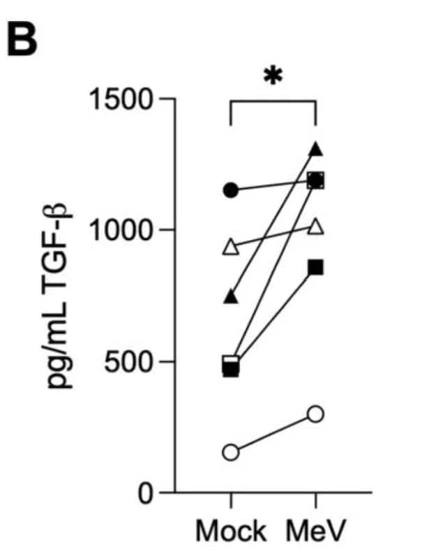 ELH-TGFb1 was used to measure TGF-β levels in apical and basolateral secretions from mock- and measles virus–infected human airway epithelial cultures at 3 days post-infection. Figure adapted from Hippee et al., J Virol, 2025.