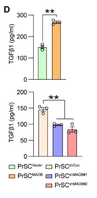 ELH-TGFb1 was used to measure TGF-β1 levels in conditioned media from stromal fibroblasts and prostate cancer cell co-culture experiments. Figure adapted from Pu et al., Sci Adv., 2024.