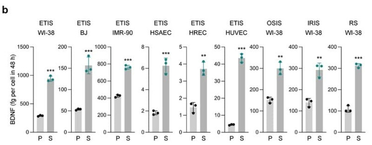 The ELH-BDNF ELISA Kit was used to quantify secreted BDNF protein levels in conditioned media collected from proliferating and senescent human cells. Figure adapted from Anerillas et al., Nature Communications, 2022.