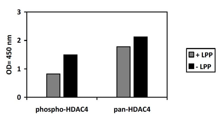 Phospho-HDAC4 (S632) Kit