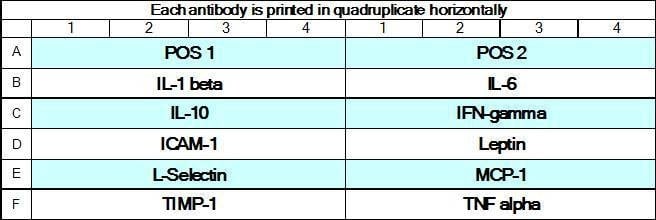 Rat Cytokine Array GS2