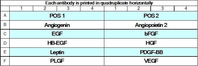 Human Angiogenesis Array GS1