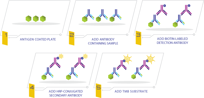 COVID-19 Delta Spike Variant Human IgG ELISA Kit