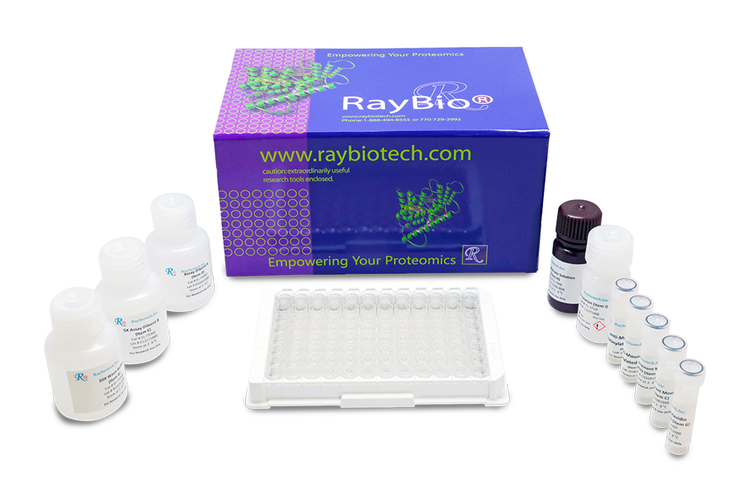Human BLIMP1/PRDM1 ELISA Kit