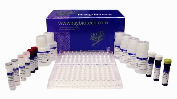 RayPlex® Mouse B-Cell Bead Array (12-Plex)