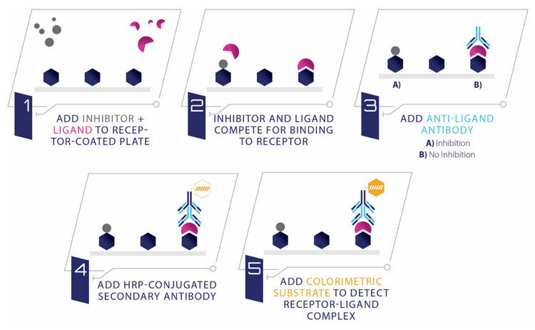 Human NOTCH1 / DLL4 Ligand Binding Assay Kit