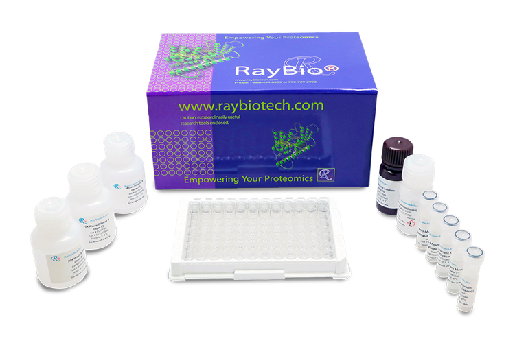 Human NOTCH1 / DLL4 Ligand Binding Assay Kit