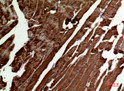 Immunohistochemical analysis of paraffin-embedded mouse-muscle, antibody was diluted at 1:100